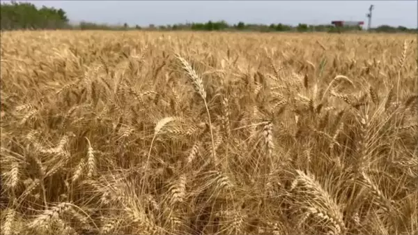 CHP Milletvekili Ayhan Barut: Buğday Taban Fiyatı En Az 15 Lira Olmalı