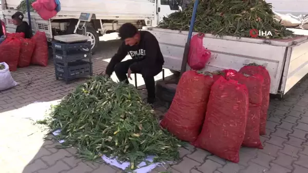 Erciş'te çiriş otu tezgahlardaki yerini aldı