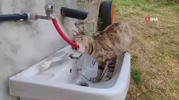 Çeşmeden su içen kedi 'Yıldız' gülümsetti