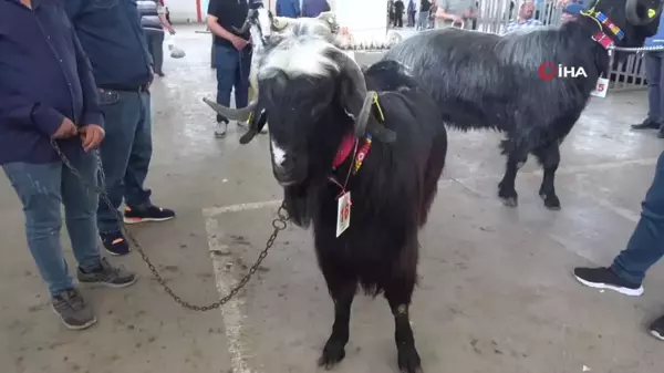 Burdur'da Teke ve Koçların Güzellik Yarışması Renkli Görüntülere Sahne Oldu