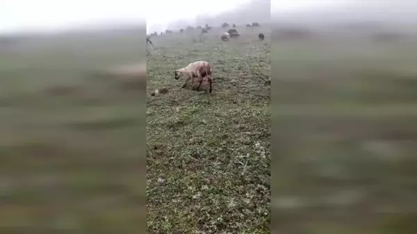 Artvin Geçitli köyünde kar yağışı