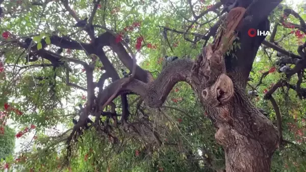 Binlerce kuşun bulunduğu Atatürk Parkı çocuklu ailelerin vazgeçilmezi oldu