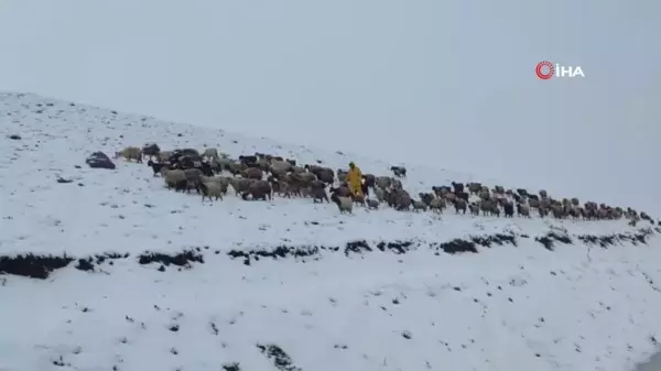 Kar yağışına yakalanan koyun sürüsü ağıllara geri dönmek zorunda kaldı