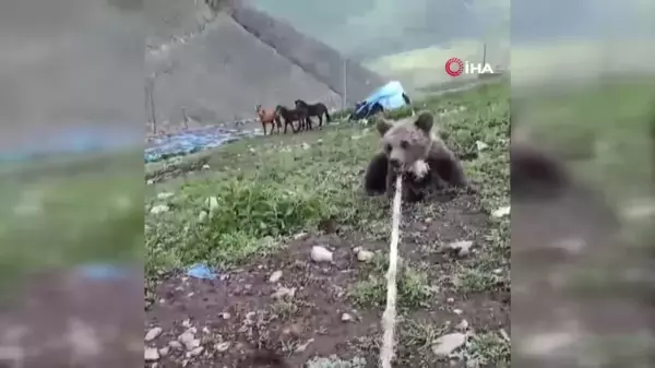 Kuyuya düşen yavru ayıyı boynuna halat atarak çıkardılar