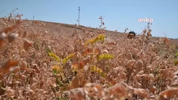 Yozgat'ta Nohut Üretimi ve Leblebi İşleme