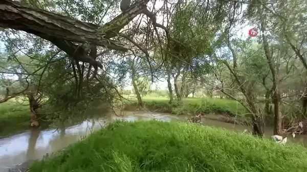 Yuvadan düşen yavru baykuş için seferber oldular