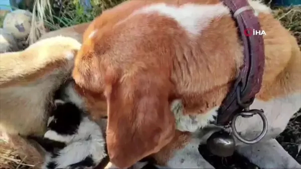 Ayvacık'ta köpek annelik yapıyor