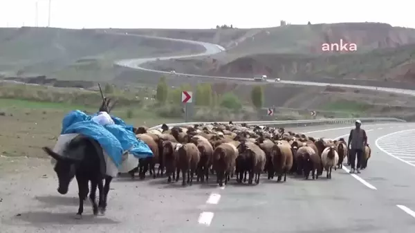 Iğdır'da Hayvancılar Maliyet Artışından Şikayetçi