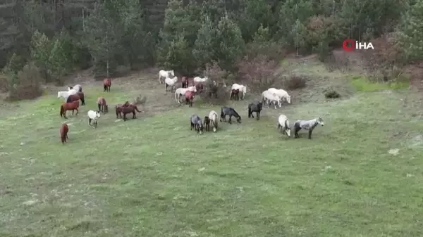 Yaban atları yavruları ile görüntülendi