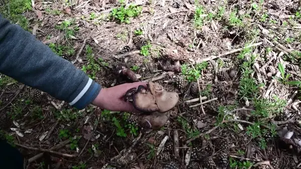 Yozgat'ta Doğada Yetişen Mantarlar Zehirlenmelere Neden Oluyor