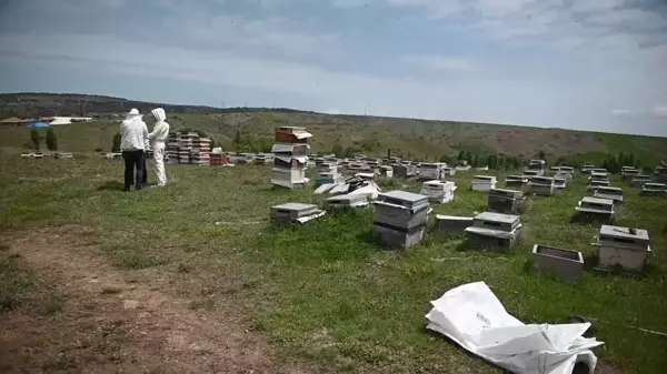 Yozgat'ta gezginci arıcı sayısında büyük düşüş yaşandı