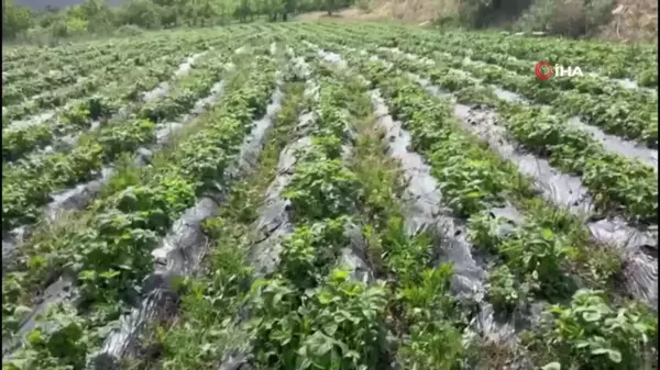 Çilek, üreticinin yüzünü güldürdü