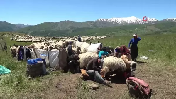 Muşlu berivanlar ilk süt sağımına başladı