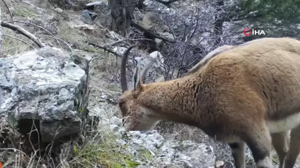 Yaban hayvanları fotokapana yansıdı