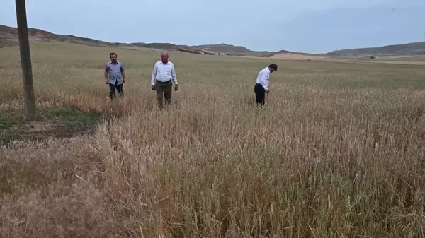 Yozgat'ta Kuraklık Nedeniyle Hububat Ürünleri Zarar Gördü