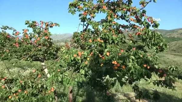 Erkenci kayısıda hasat zamanı