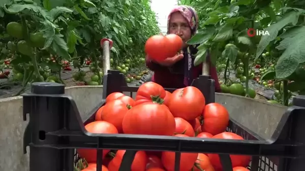 Amasya'da domates hasadı başladı, 100 bin ton rekolte bekleniyor