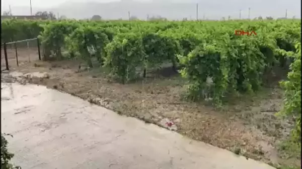 Alaşehir'de Yağmur ve Dolu Üzüm Bağlarına Zarar Verdi