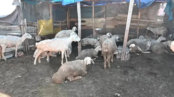 Yozgat'ta Besicilik Yapan Çiftçi, Aşıların Ölüm ve Sakatlığa Neden Olduğunu İddia Ediyor