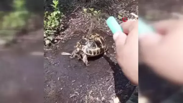 Sıcaktan etkilenen kaplumbağaya serinleten müdahale