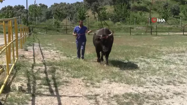 Mahalle mahalle gezip tırnak bakımı yapıyor