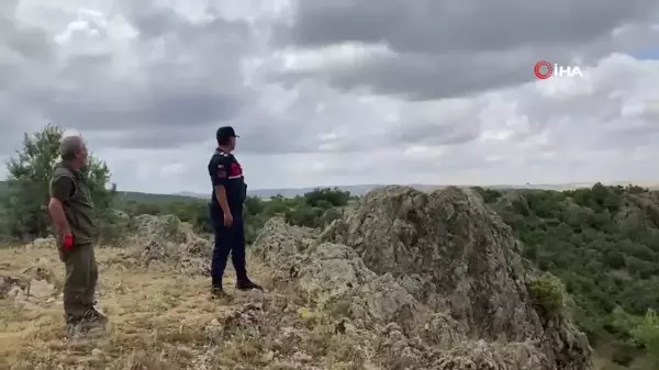 Yaralı Kızıl Şahin Tedavi Edildikten Sonra Doğaya Salındı