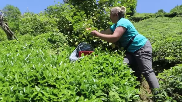 ÇAYKUR, Kapasite Sorunu Nedeniyle Yaş Çay Alımını Durdurdu