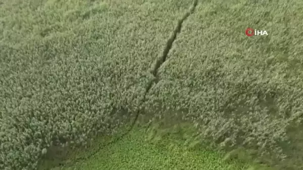 Devasa sazlıklarda sülük toplarken kayboldu, AFAD dron ile buldu