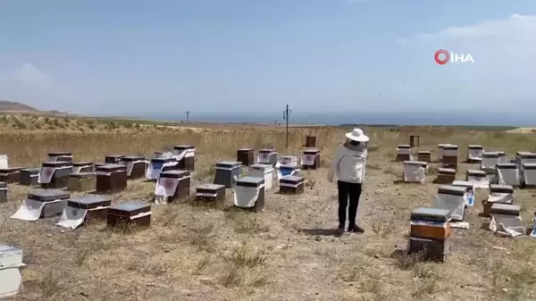 Süphan Dağı eteklerinde bal sağımı