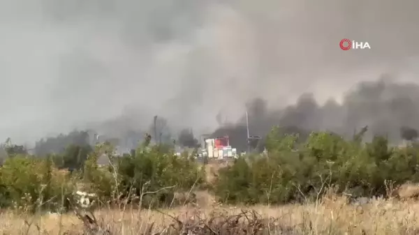 Bursa'da orman yangını