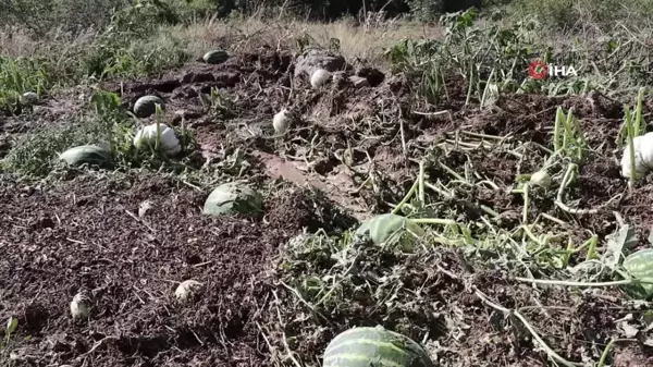 Erzurum'da sel ve dolu tarım alanlarına zarar verdi