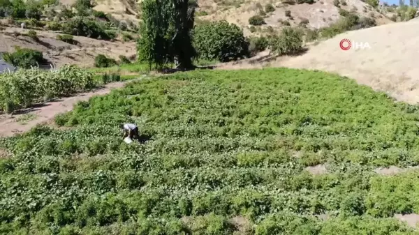 At ve katırlarla domates hasadı Türkiye'nin en iri domatesi bin 800 rakımlı arazilerde hasat ediliyor