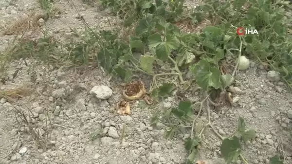 Çatalca'da kavun tarlalarına dadanan domuzlar çiftçileri canından bezdirdi