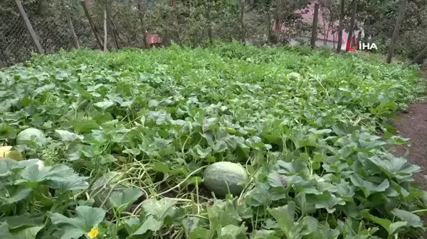 Giresun'da fındık üreticisi Adana karpuzu yetiştiriciliğine başladı