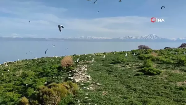 Van'da inci kefalinin göçü uzayınca martı ölümleri yaşanmadı