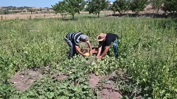 Yozgat'ta Bağrıbütün Kavunu Hasadı Başladı