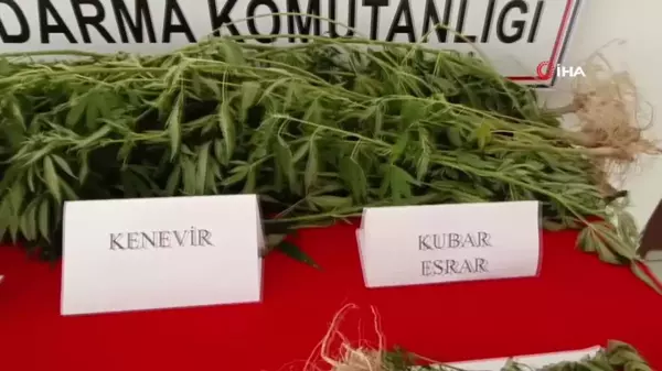 Yasadışı kenevir üretimine jandarma darbesi