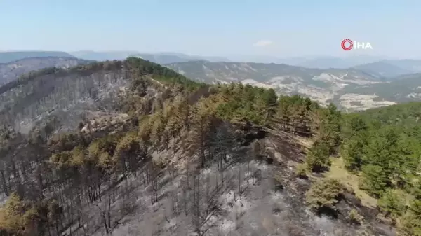 Bolu'daki yangının ardından yeşil alanlar siyaha döndü