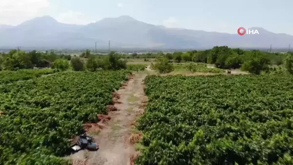 Tescilli Cimin Üzümü Bereketi Üzümlü'de Hasat Zamanı