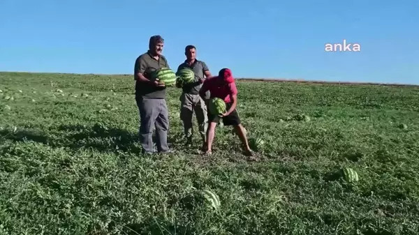 Yozgat'ta Kavun-Karpuz Hasadı Başladı, Çiftçiler Maliyetlerden Şikayetçi