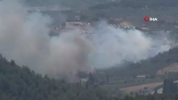 Altınözü'nde çıkan zeytinlik yangını itfaiye ekiplerin müdahalesiyle söndürüldü