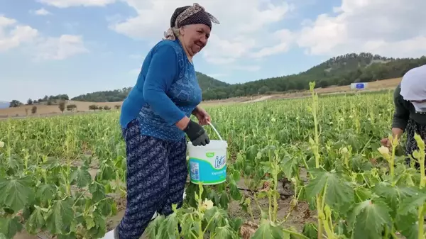 Bolu'da bamya üreticisi işçi maliyetlerini düşürmek için tarlasını yarı fiyatına açtı