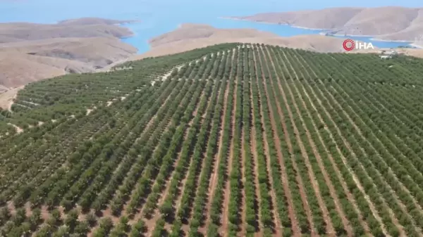 Adıyaman'da badem hasadı başladı