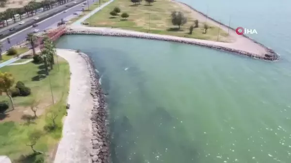 İzmir Körfezi'ndeki balık ölümlerine inceleme başlatıldı