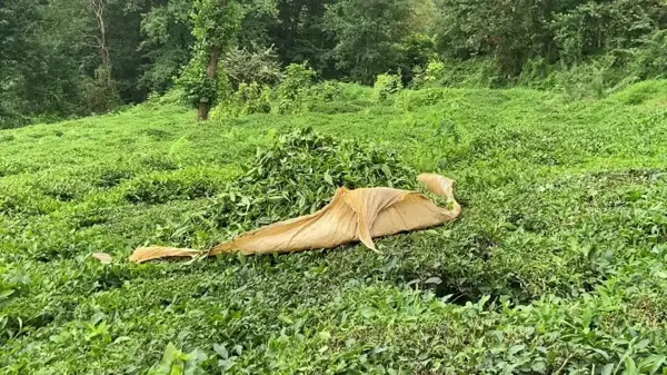 CHP Trabzon Milletvekili Sibel Suiçmez, Çay Üreticileriyle Buluştu