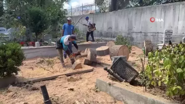 Sarıyer'de çürüyen ağaç yola devrildi