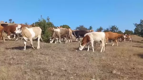 CHP'li Çan: Mera Alanları Enerji Şirketlerine Kurban Ediliyor