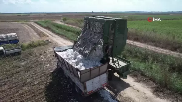 Adana'da 'Beyaz Altın' Hasadı Başladı