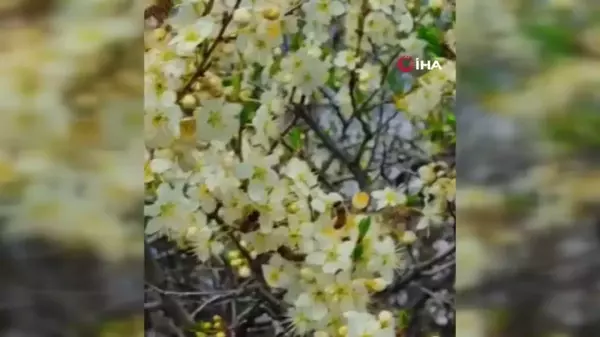 Bal Üreticileri Son 10 Yılın En Verimsiz Sezonunu Yaşadı