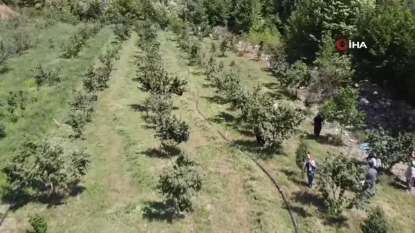 Karadeniz'den aldığı fındık fidesini Adana'da ekti, şimdi hasat ediyor